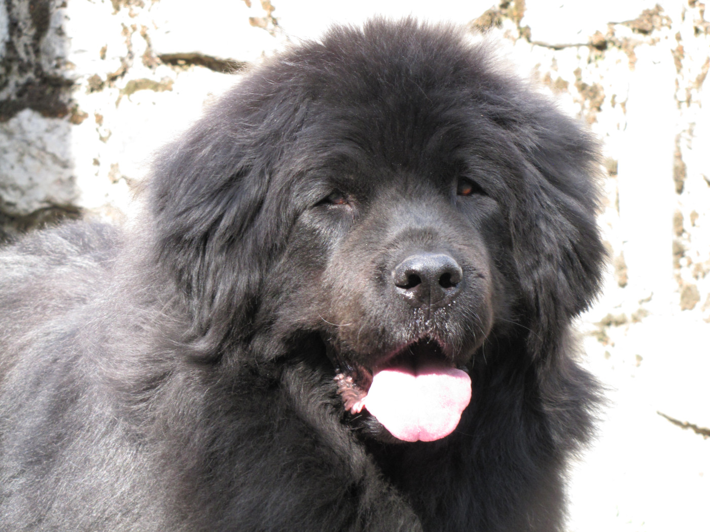 Saïma De la Pierre aux Coqs