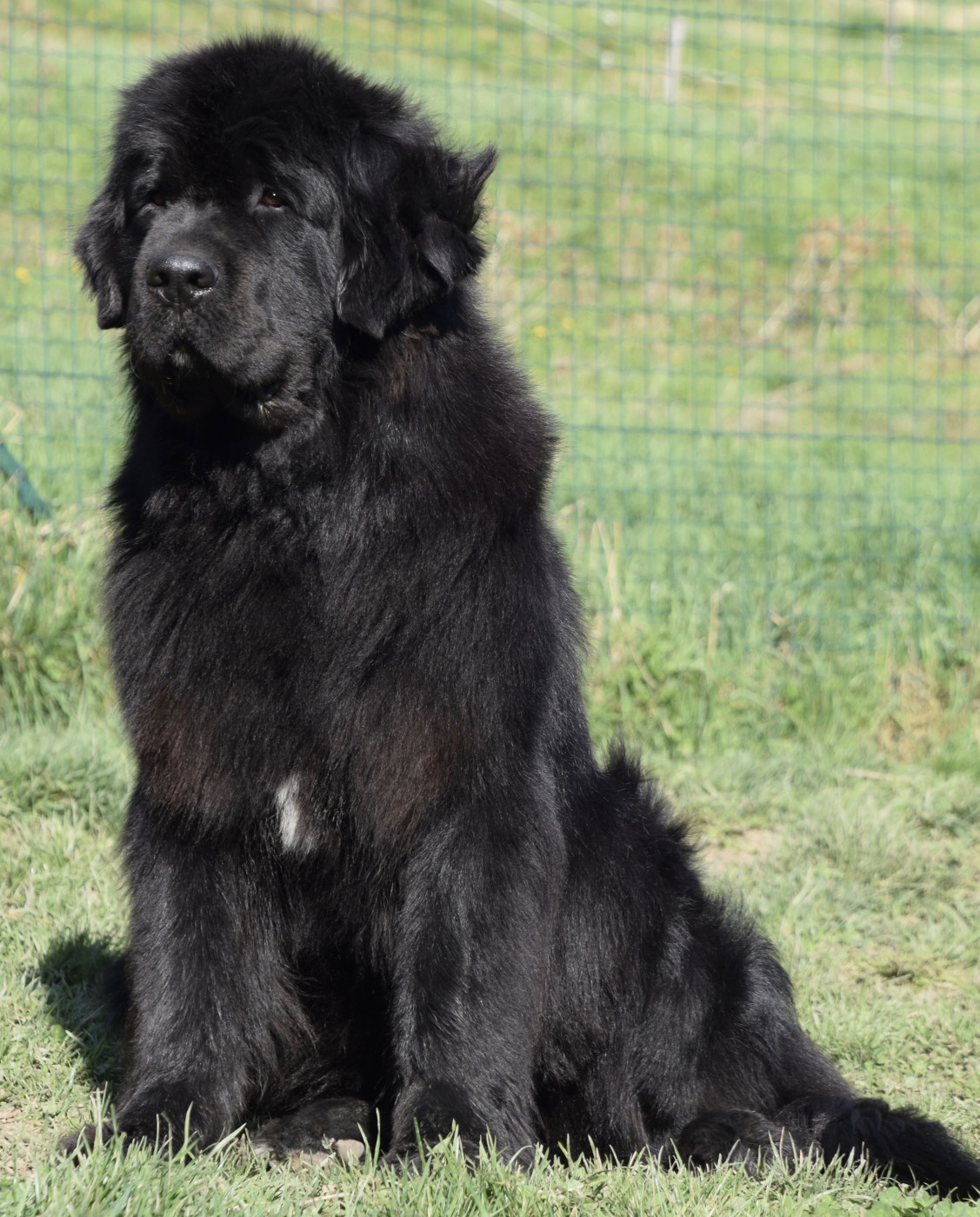 Linotte du haut Selvage