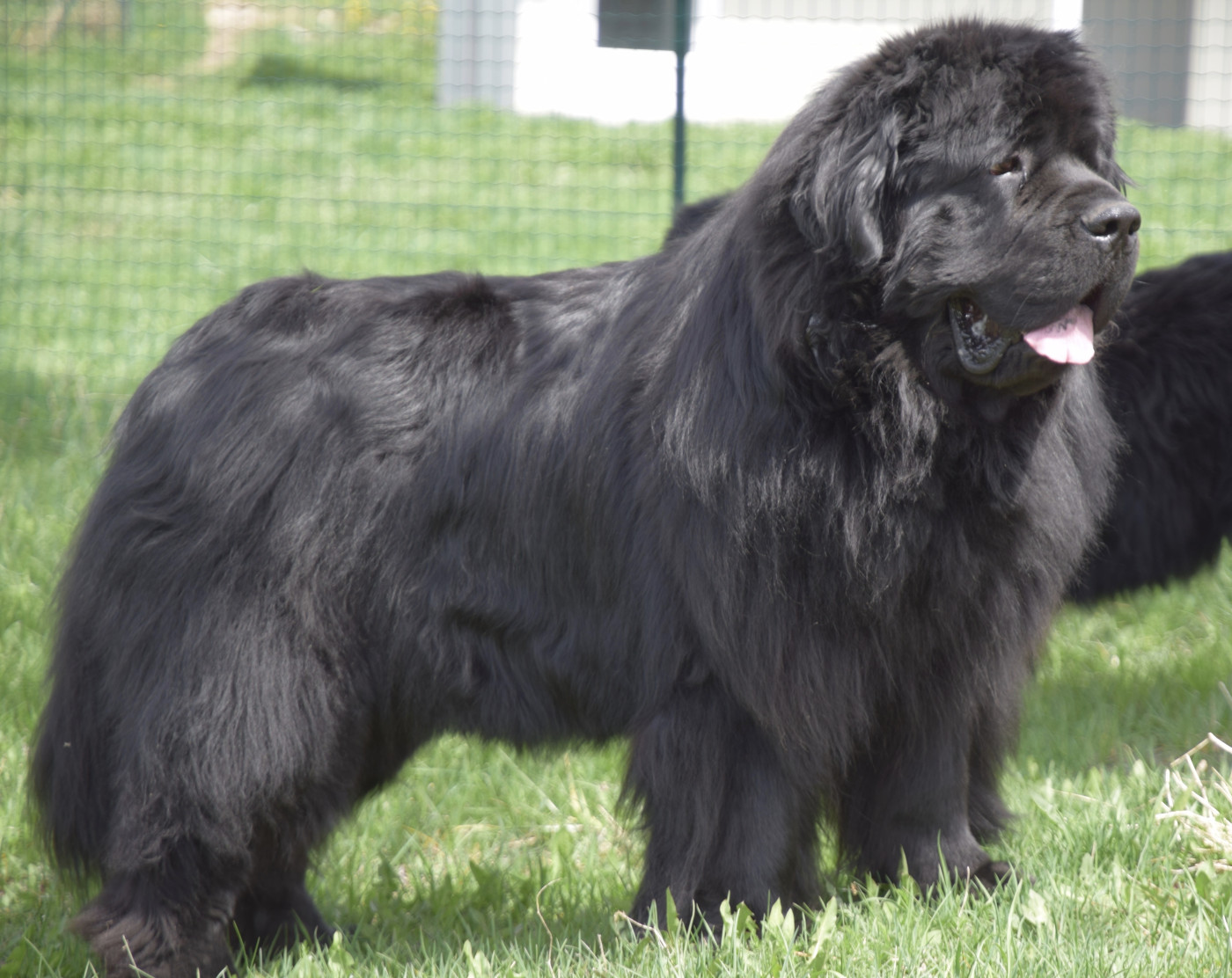 Luce du haut Selvage