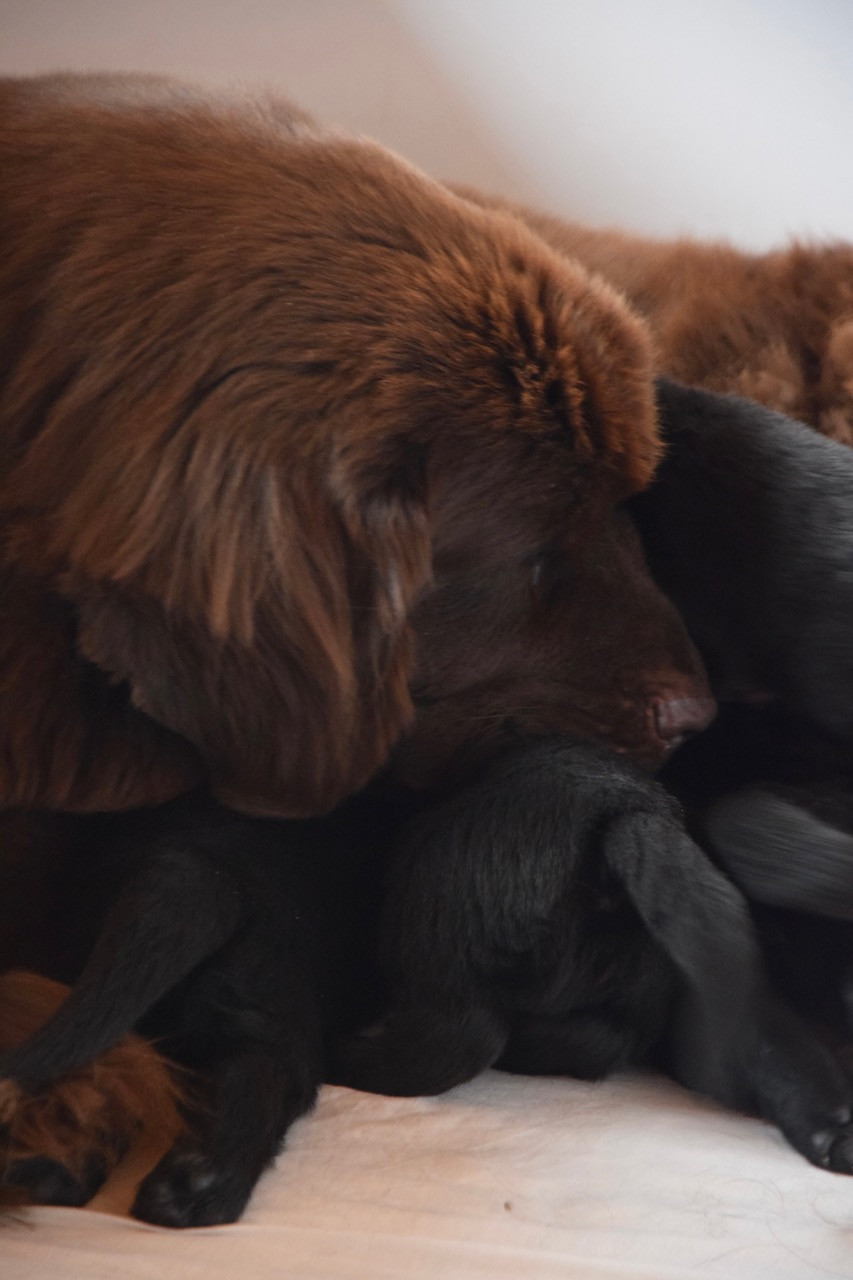 Chiot Terre-neuve du haut Selvage