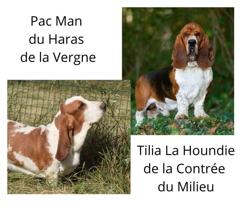Chiot Basset Hound du haut Selvage