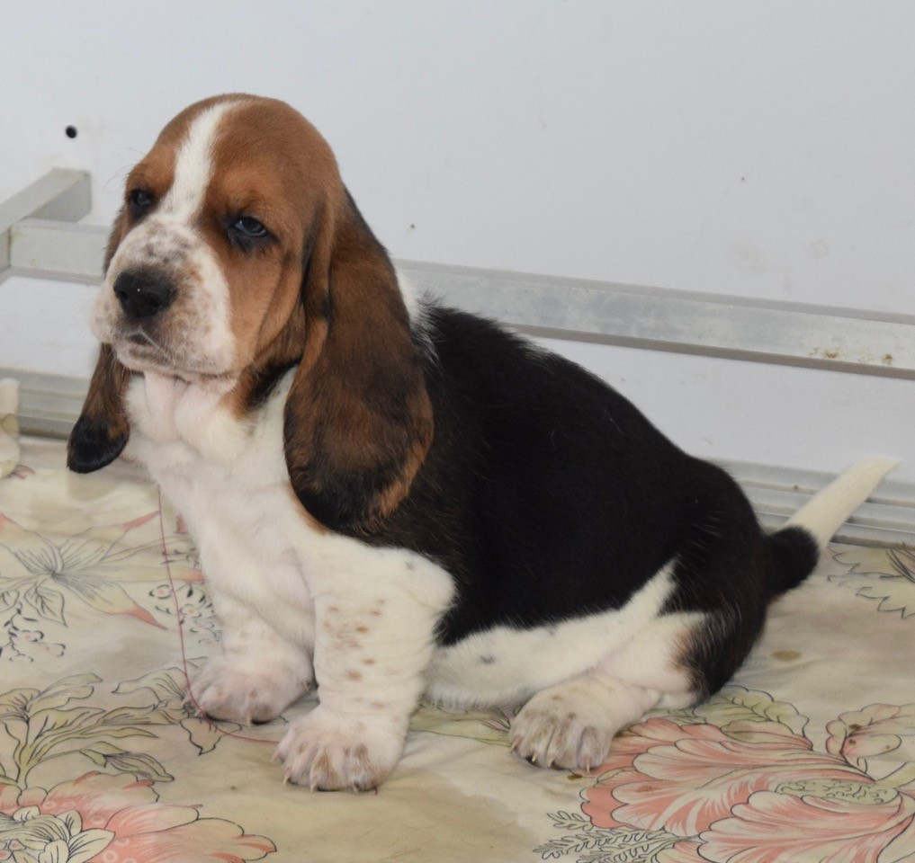 du haut Selvage - Chiots disponibles - Basset Hound