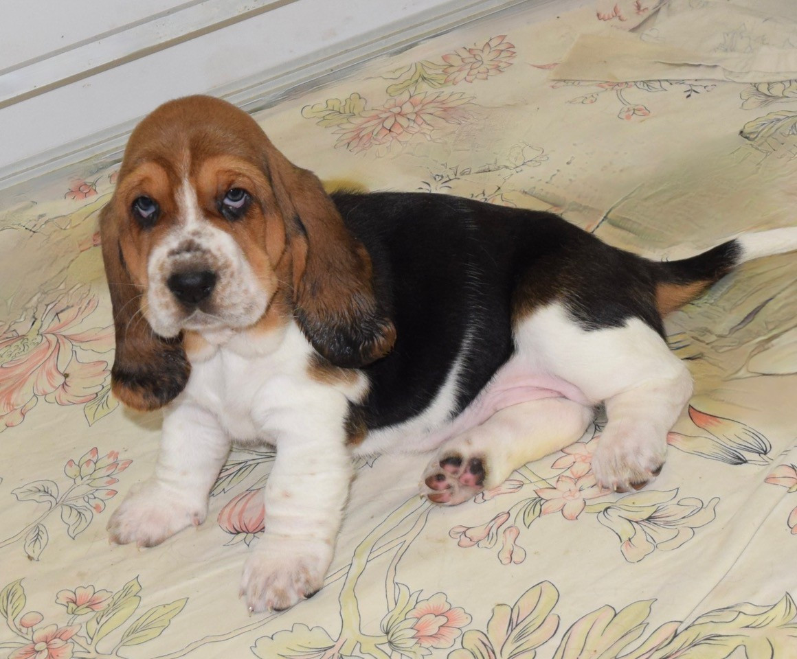 du haut Selvage - Chiots disponibles - Basset Hound