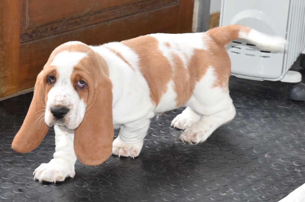 du haut Selvage - Chiots disponibles - Basset Hound