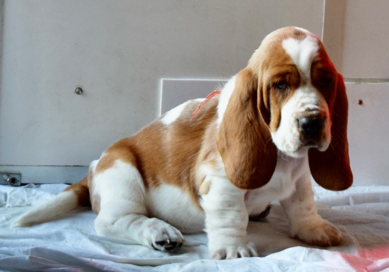 du haut Selvage - Chiots disponibles - Basset Hound