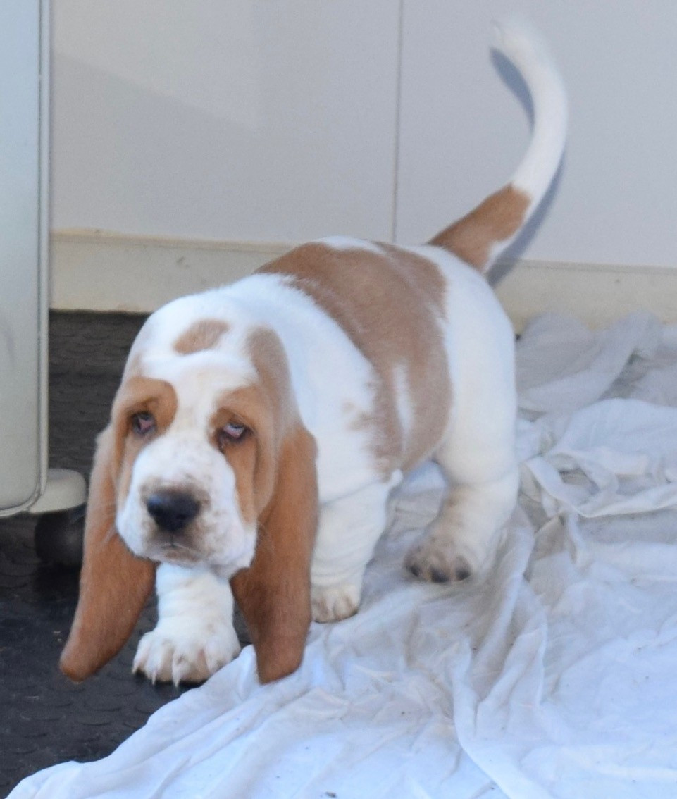 du haut Selvage - Chiots disponibles - Basset Hound