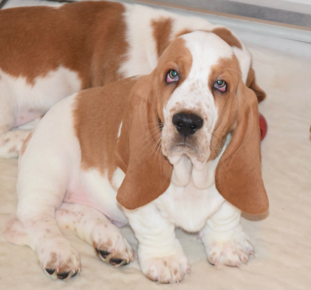 du haut Selvage - Chiots disponibles - Basset Hound