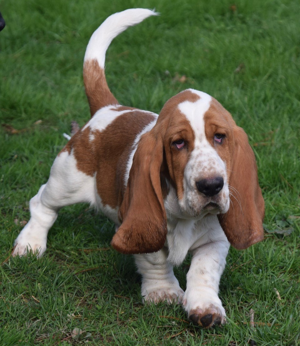 du haut Selvage - Chiots disponibles - Basset Hound